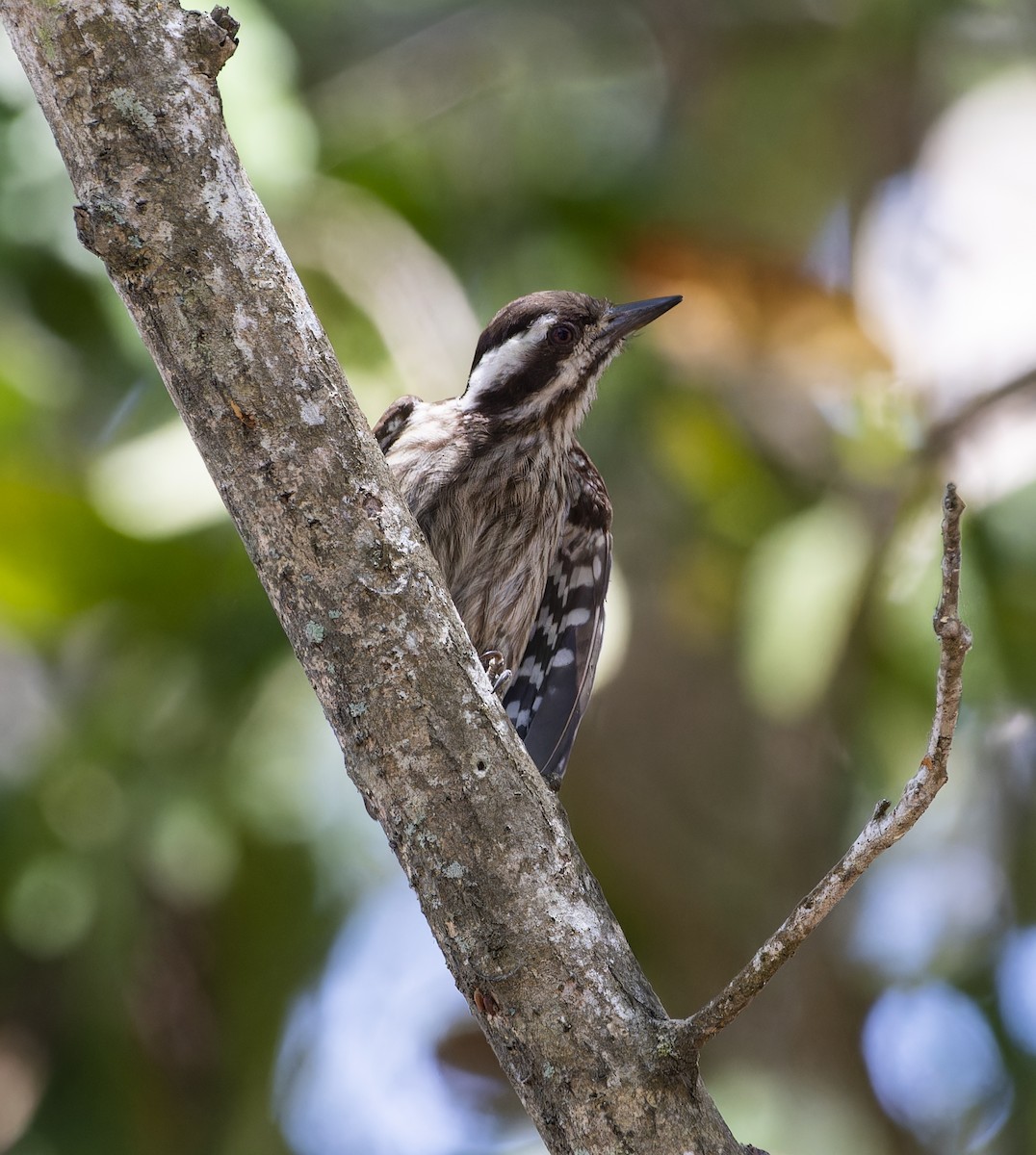 Sunda Pygmy Woodpecker - Matthieu Chotard