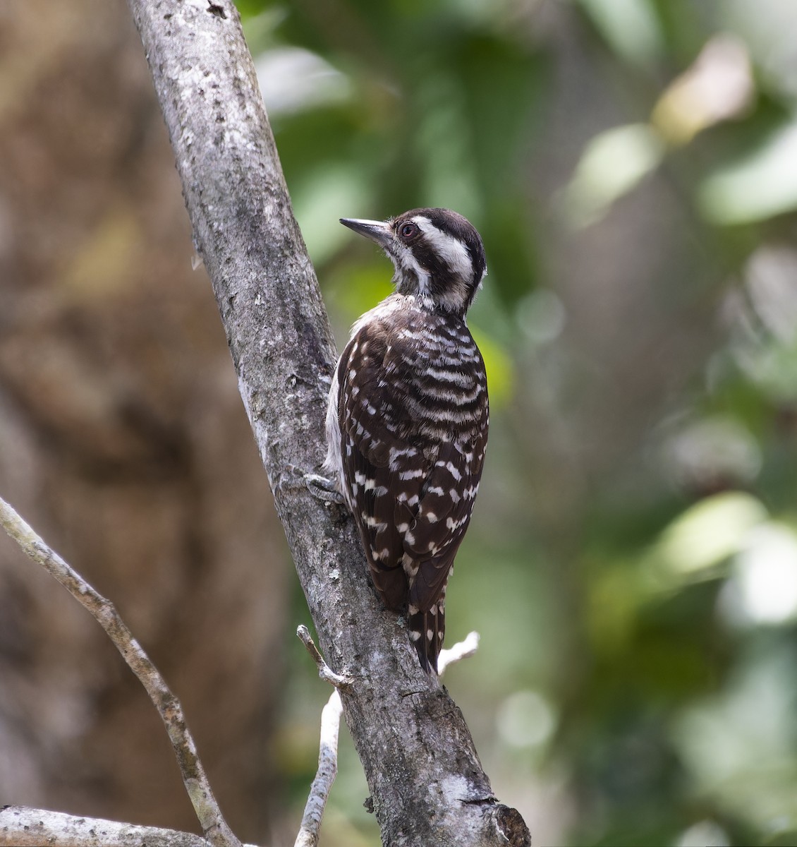 Sunda Pygmy Woodpecker - Matthieu Chotard