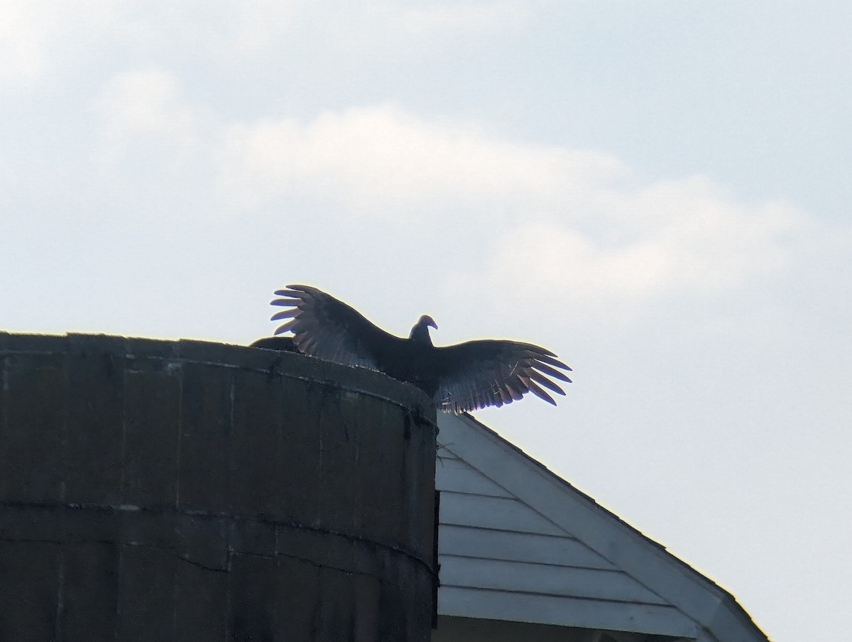 Turkey Vulture - Maxine Hsu