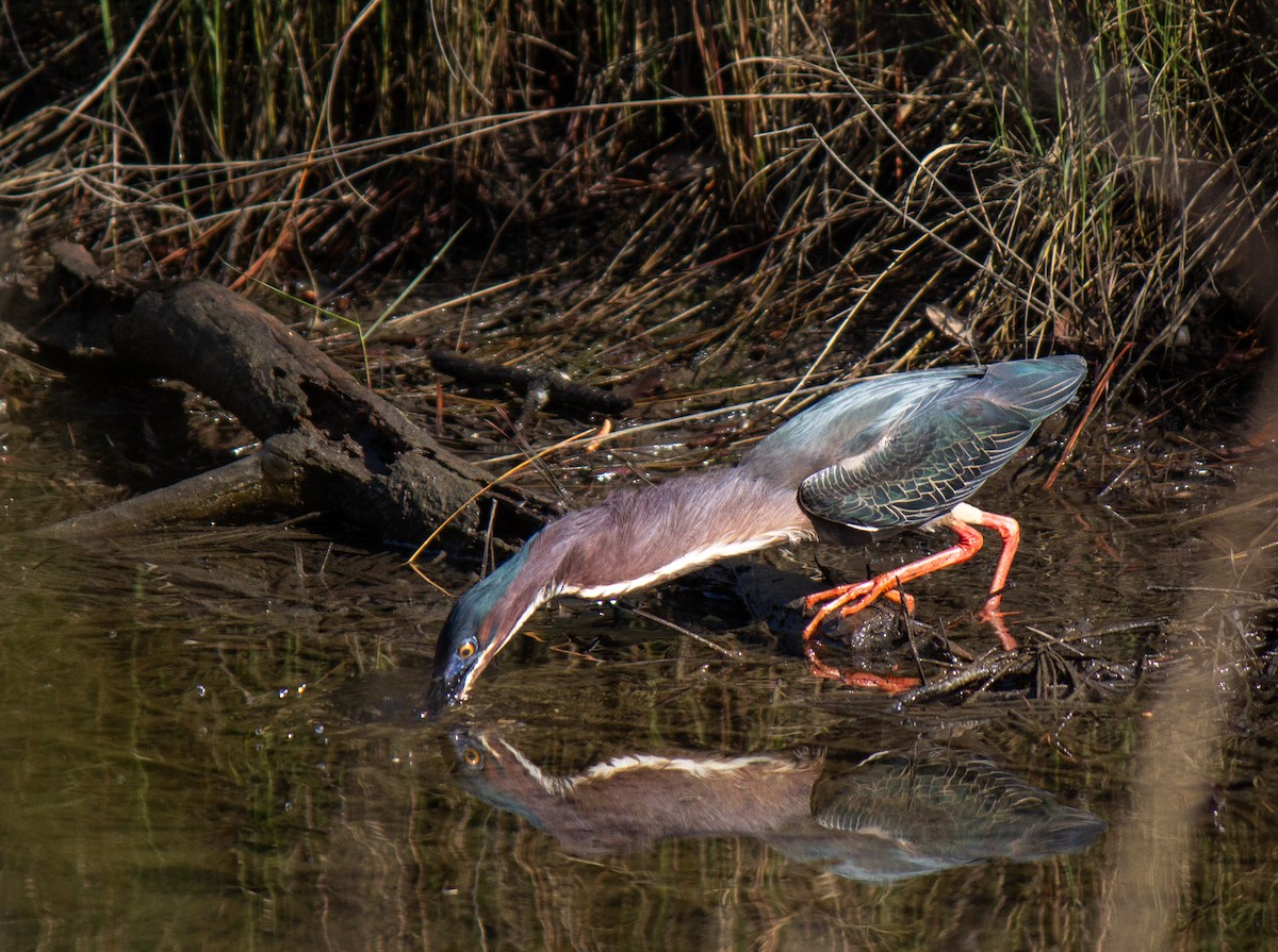 Green Heron - Will Shattuck