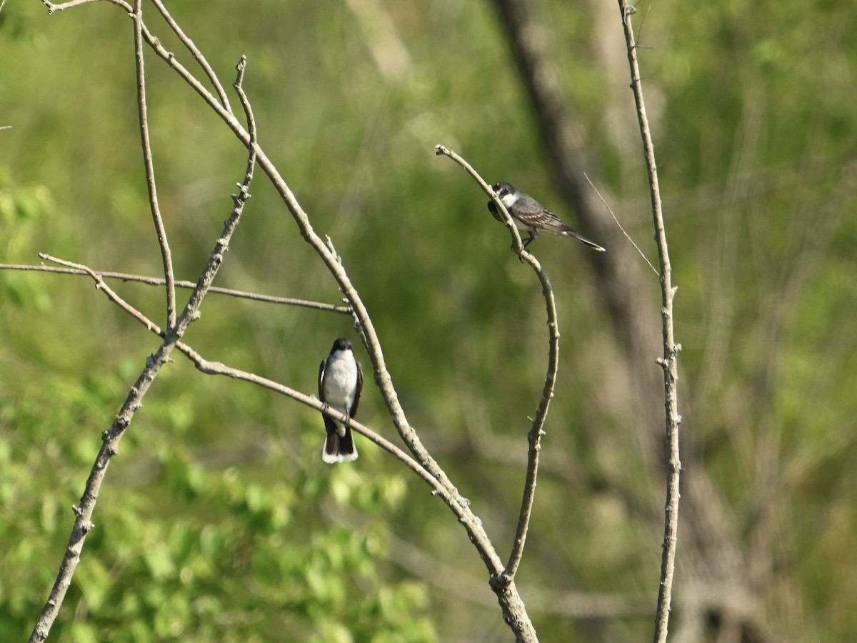 Eastern Kingbird - William Woody