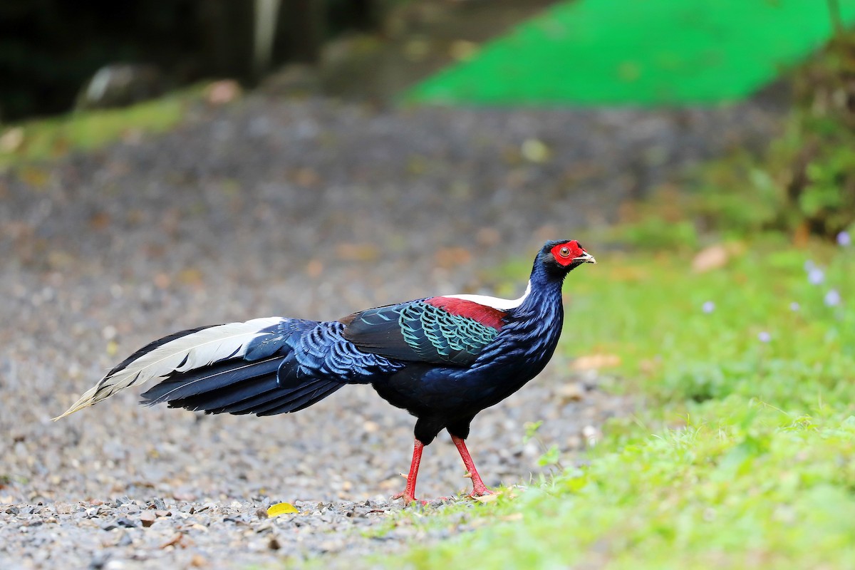 Swinhoe's Pheasant - ML618084890