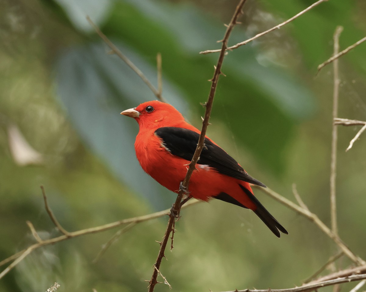 Scarlet Tanager - Amy Ondrus