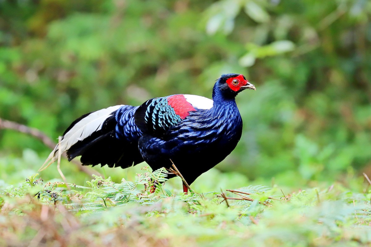 Swinhoe's Pheasant - ML618084940