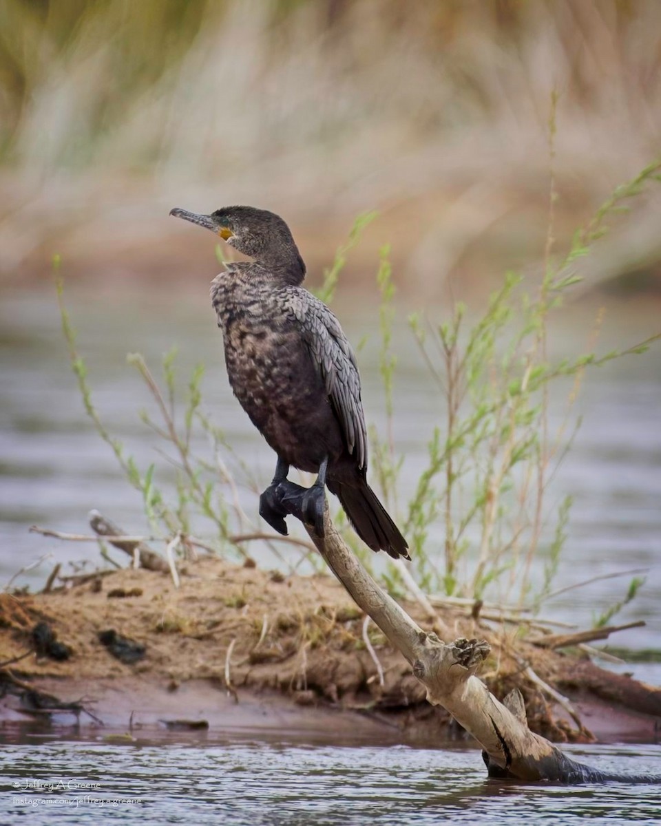 Neotropic Cormorant - ML618084955