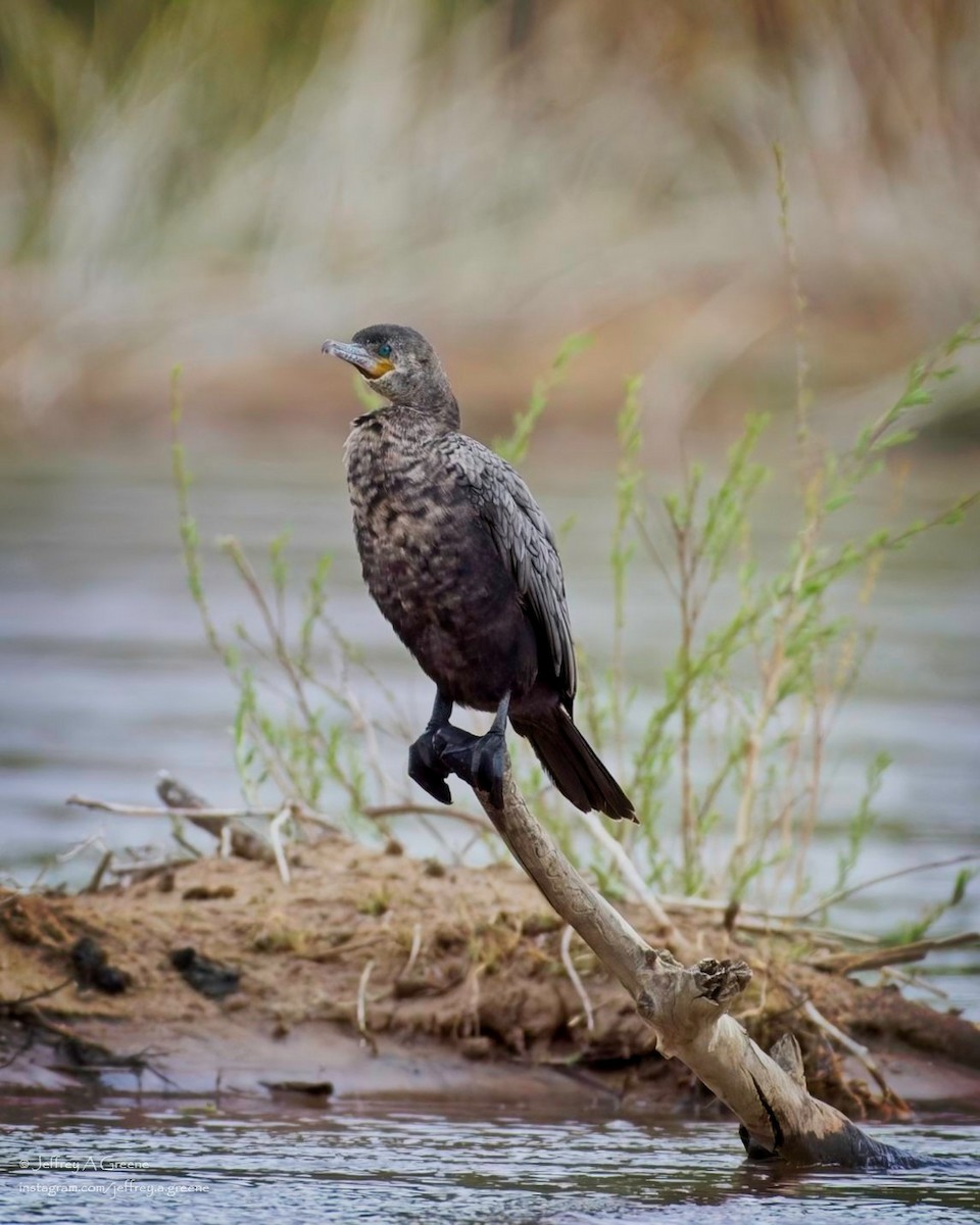 Neotropic Cormorant - ML618084956