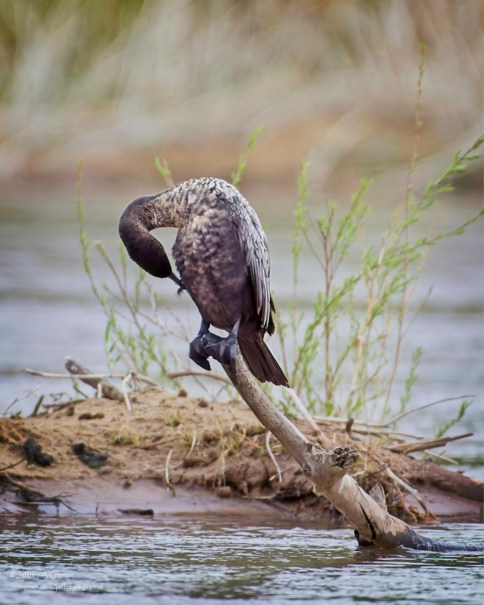 Neotropic Cormorant - ML618084957