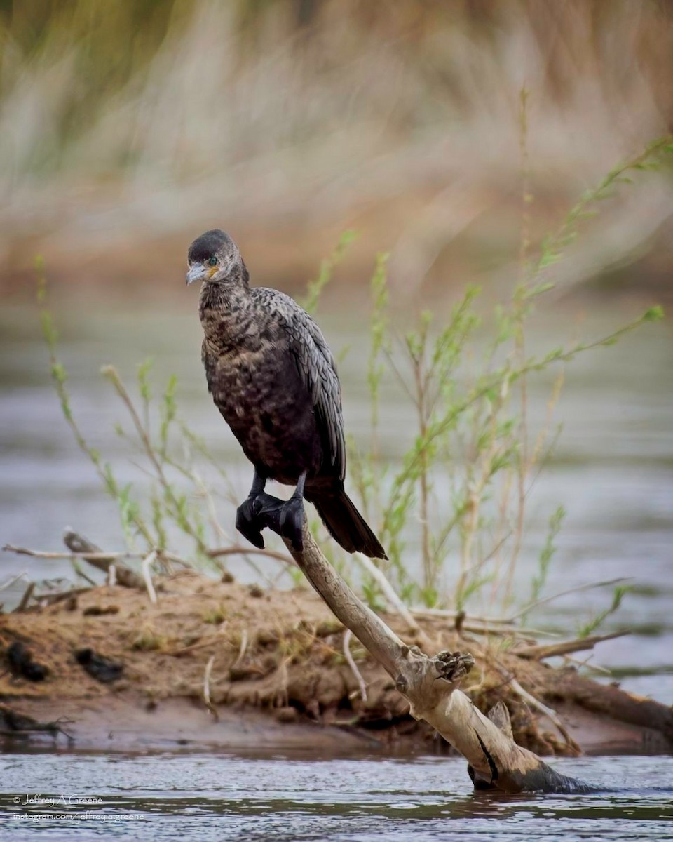 Neotropic Cormorant - ML618084959