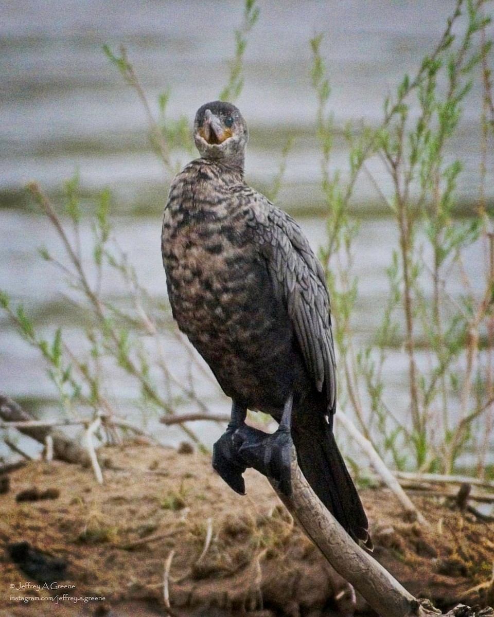 Neotropic Cormorant - Jeffrey Greene