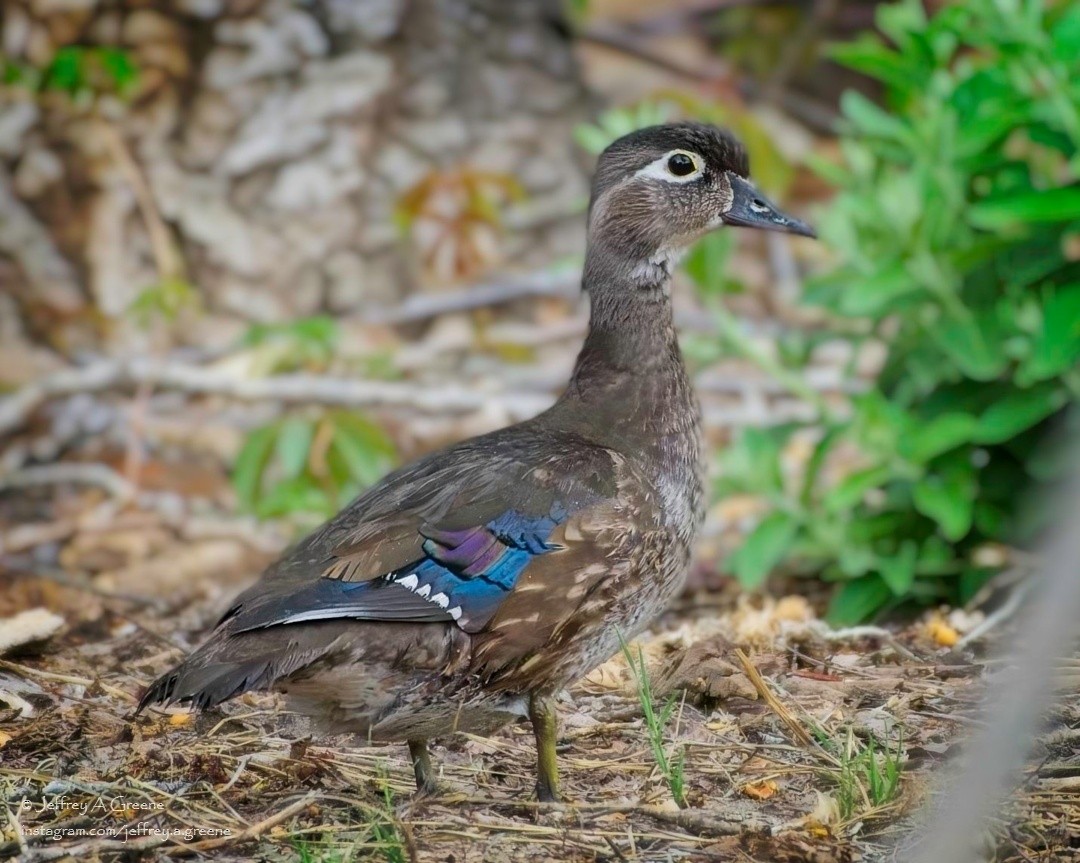 Wood Duck - Jeffrey Greene