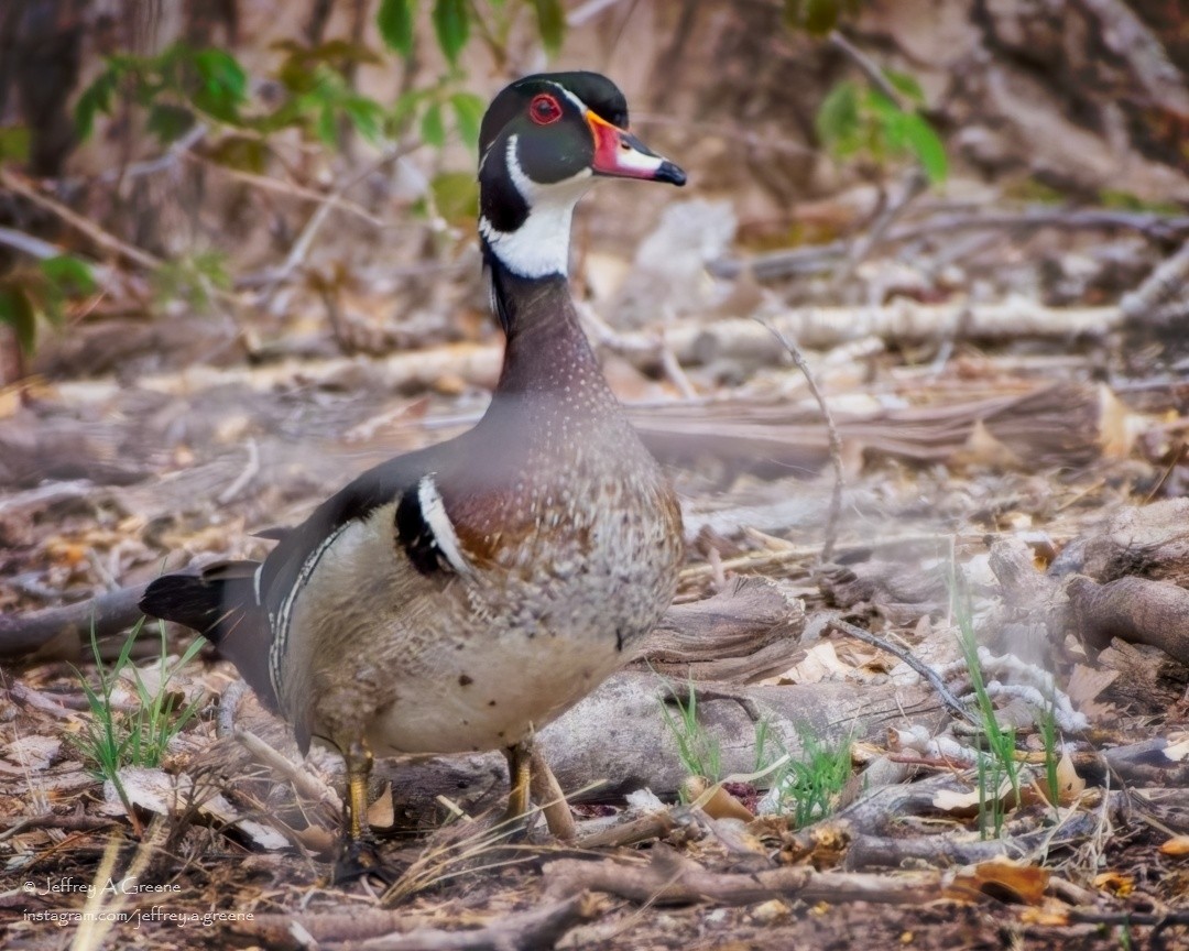 Wood Duck - ML618084974