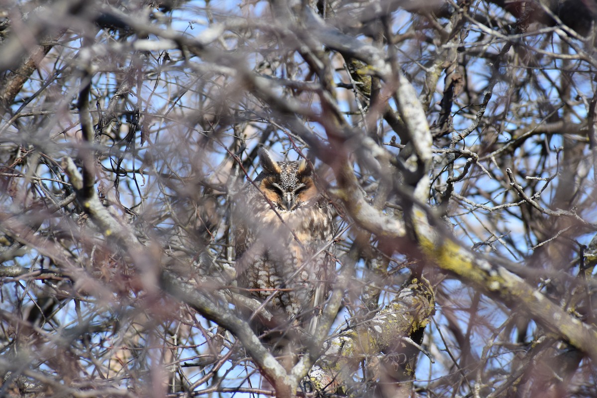 Long-eared Owl - John D'Angelo