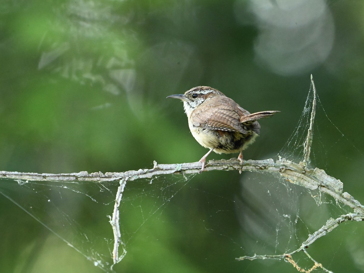 Carolina Wren - ML618084991