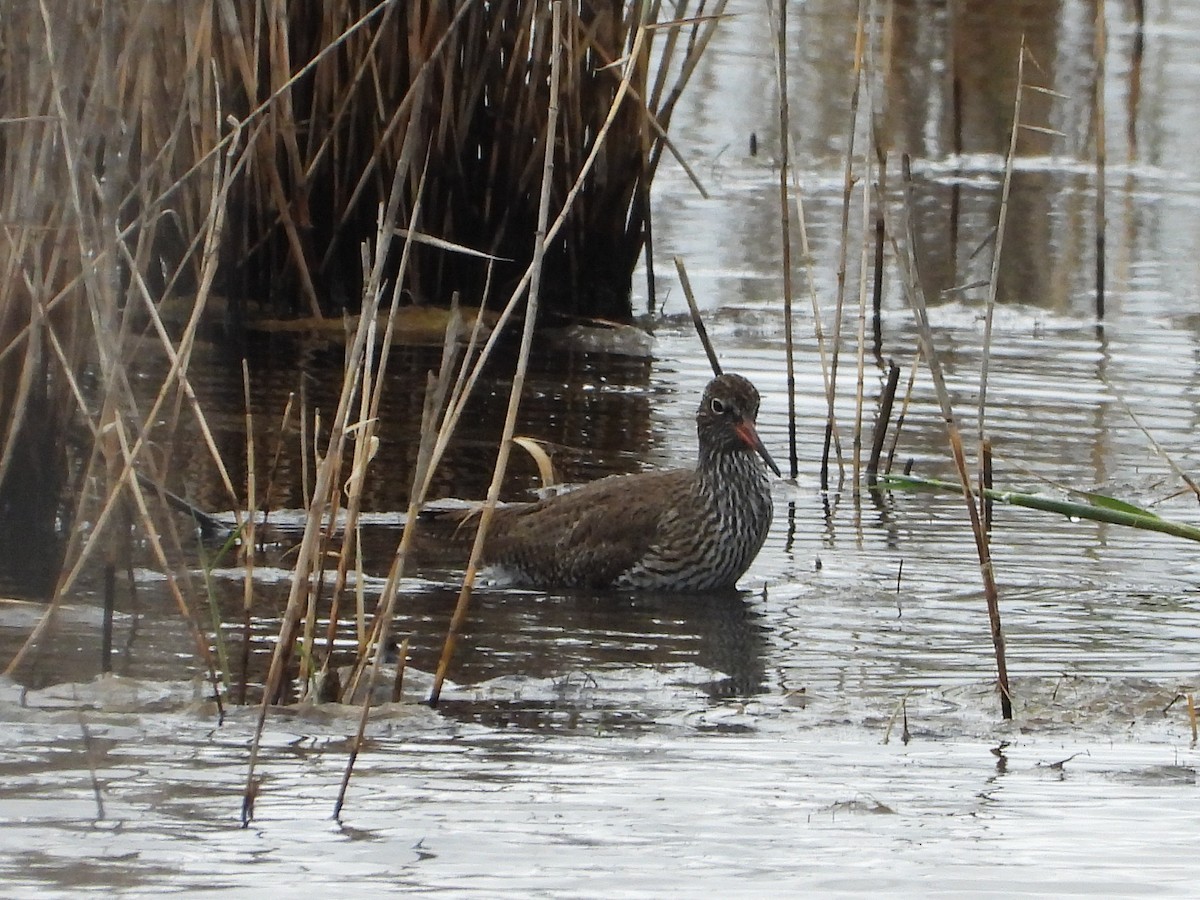 Common Redshank - Ricardo Moral