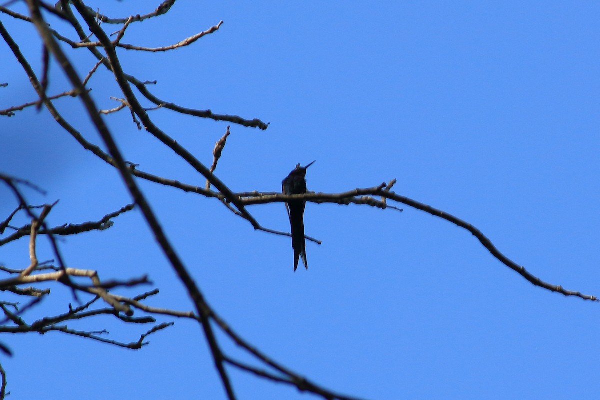 Colibrí Golondrina - ML618084997