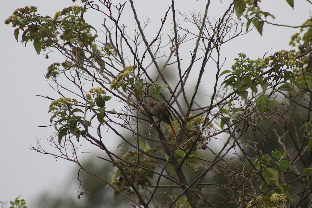 Line-cheeked Spinetail (Line-cheeked) - ML618084998