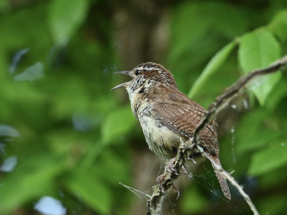 Carolina Wren - William Woody