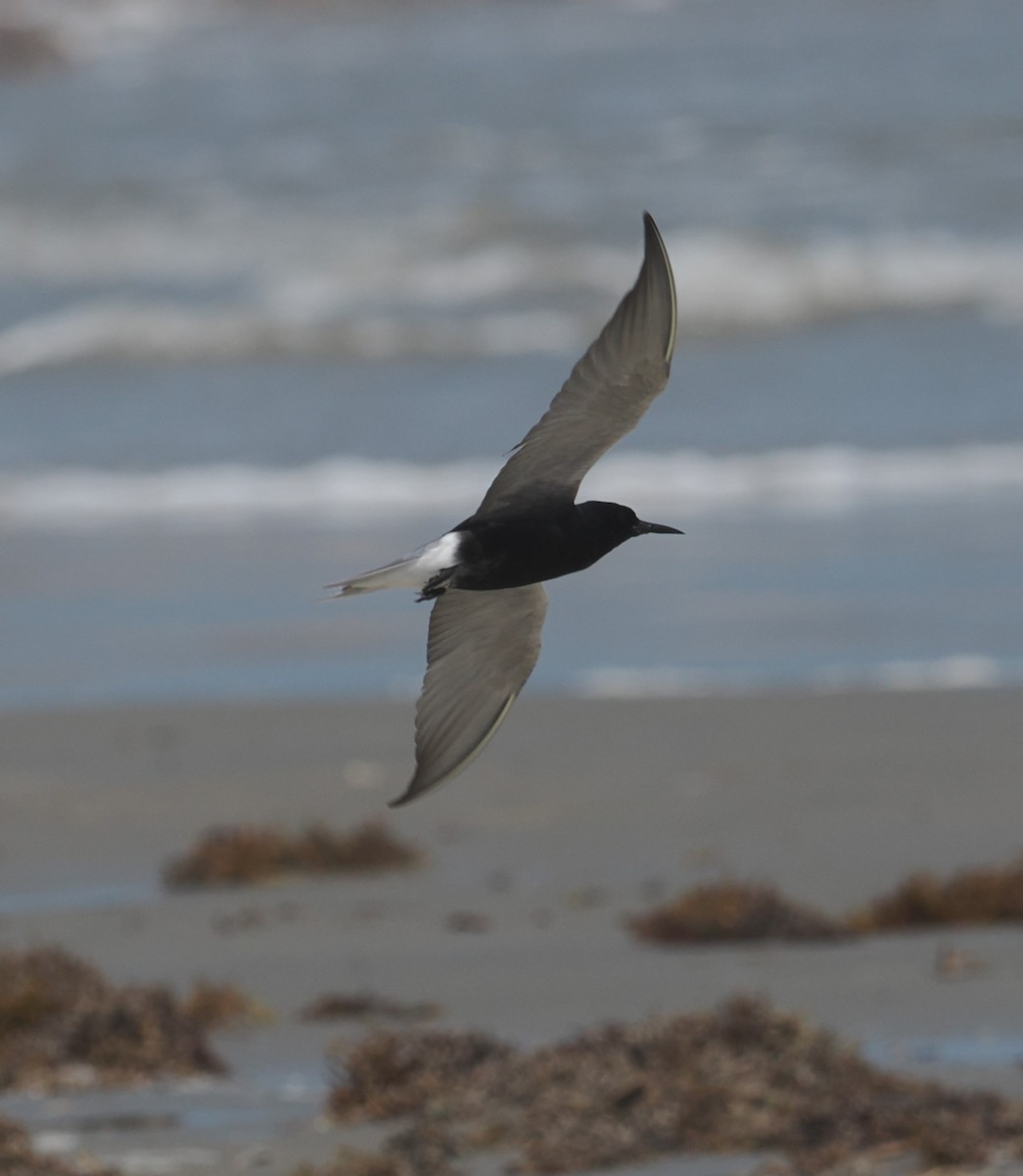 Black Tern - Mark Stevenson