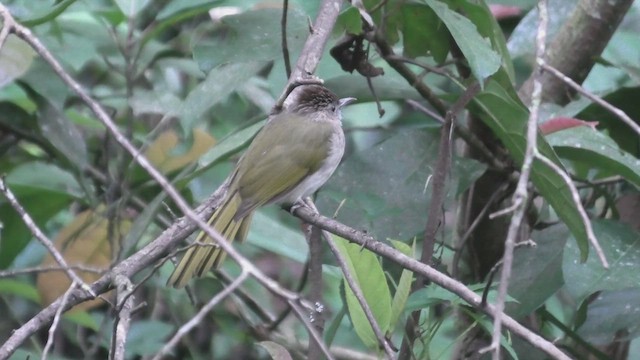 ミヤマヒヨドリ - ML618085013