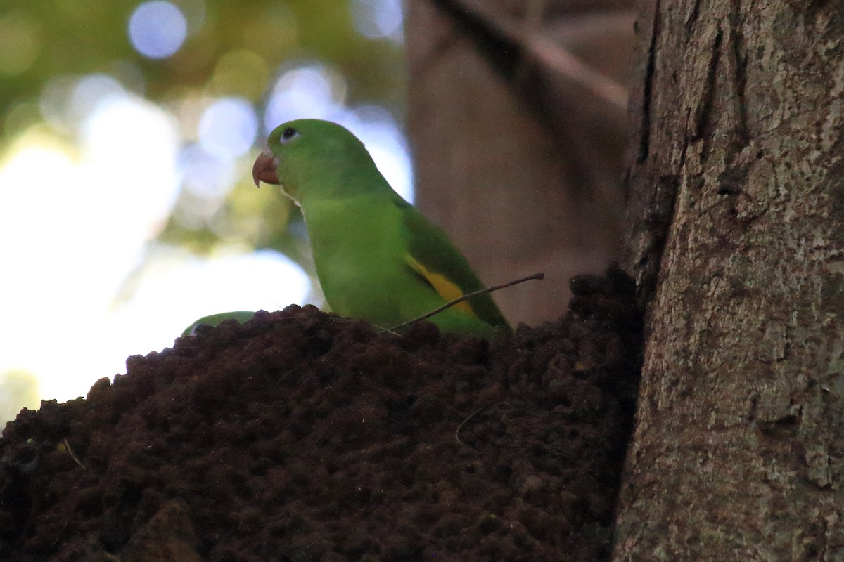 Yellow-chevroned Parakeet - Guilherme Maluf