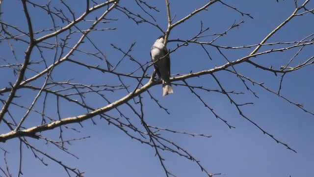 Bulbul Ceniciento - ML618085016