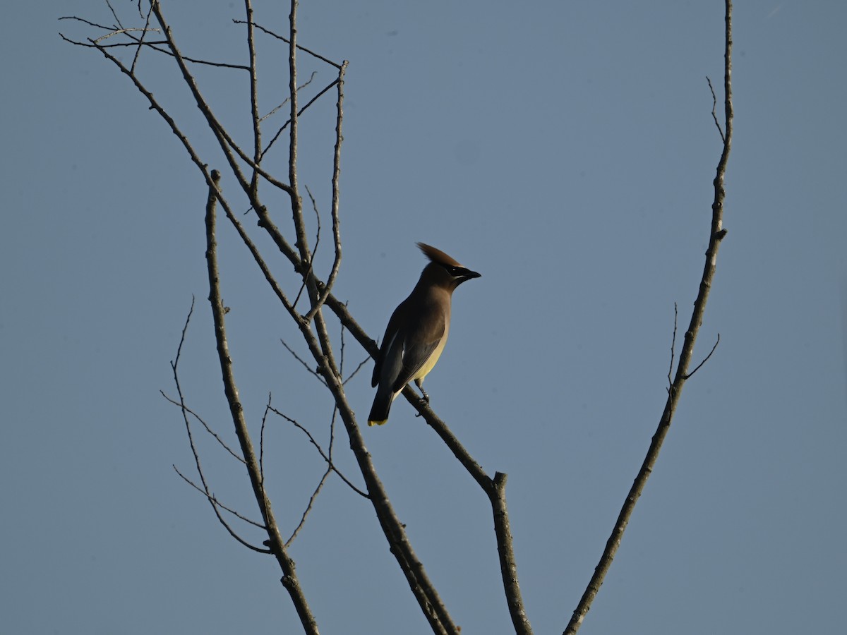 Cedar Waxwing - William Woody