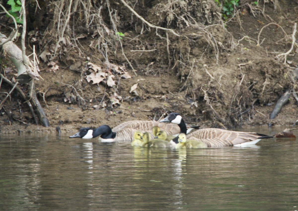 Canada Goose - John Carter