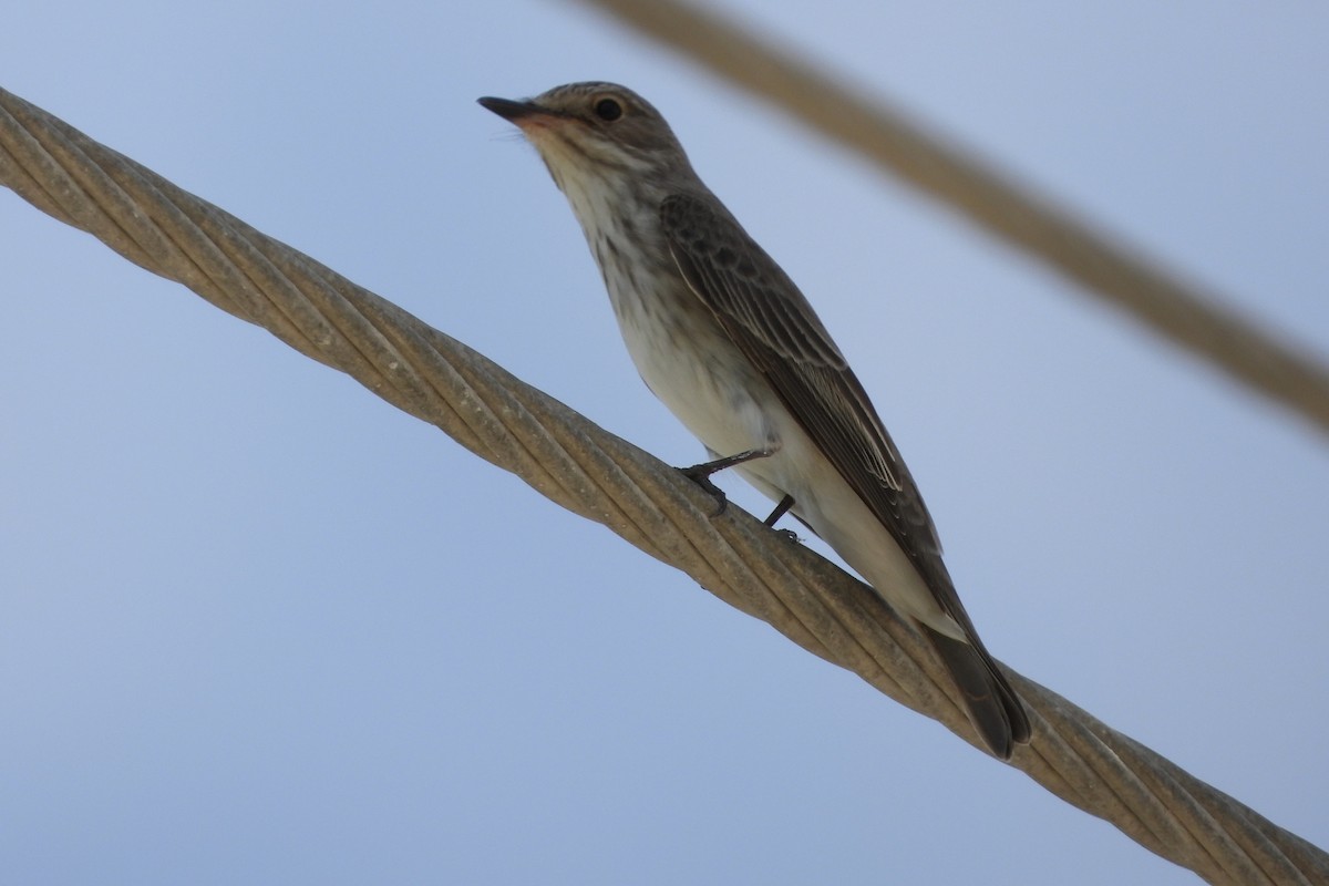 Spotted Flycatcher - Fahad Gaming