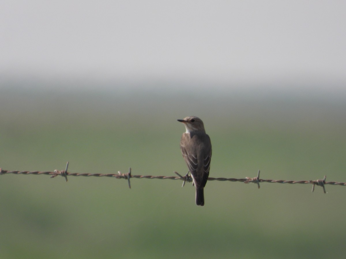 Spotted Flycatcher - Fahad Gaming