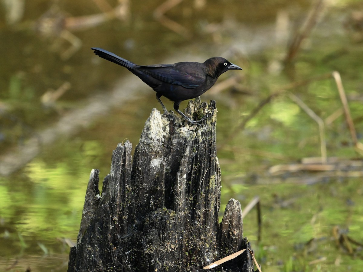 Common Grackle - William Woody