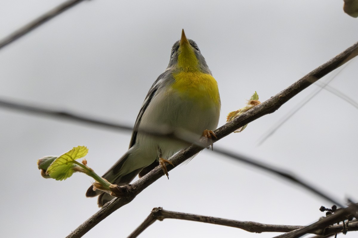 Northern Parula - Anonymous