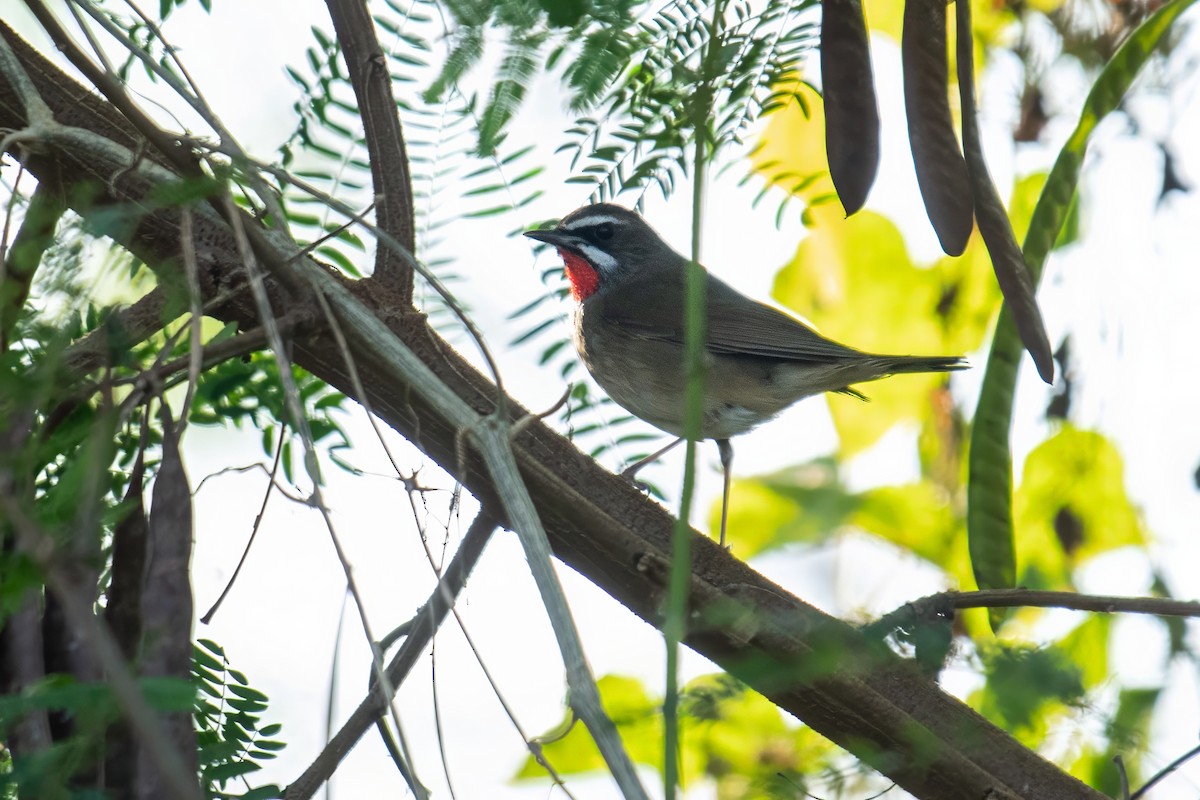 Siberian Rubythroat - Dominic More O’Ferrall