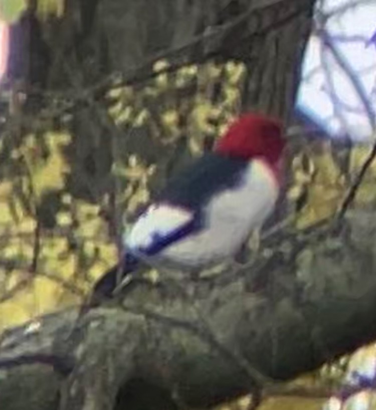 Red-headed Woodpecker - ML618085137