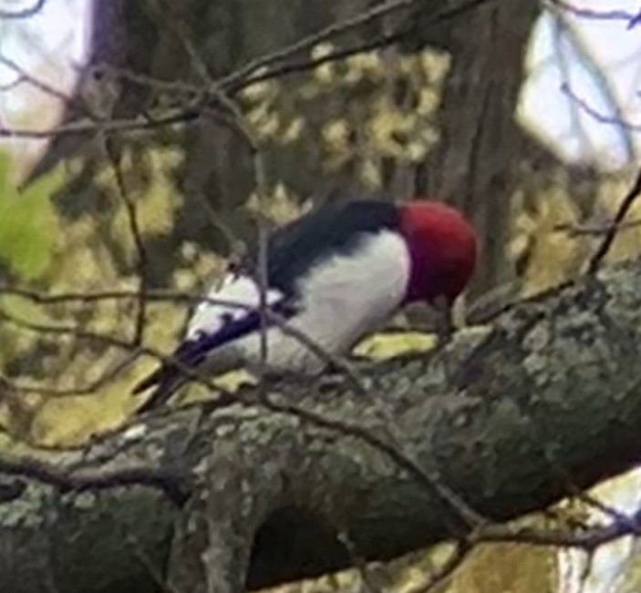 Red-headed Woodpecker - ML618085138