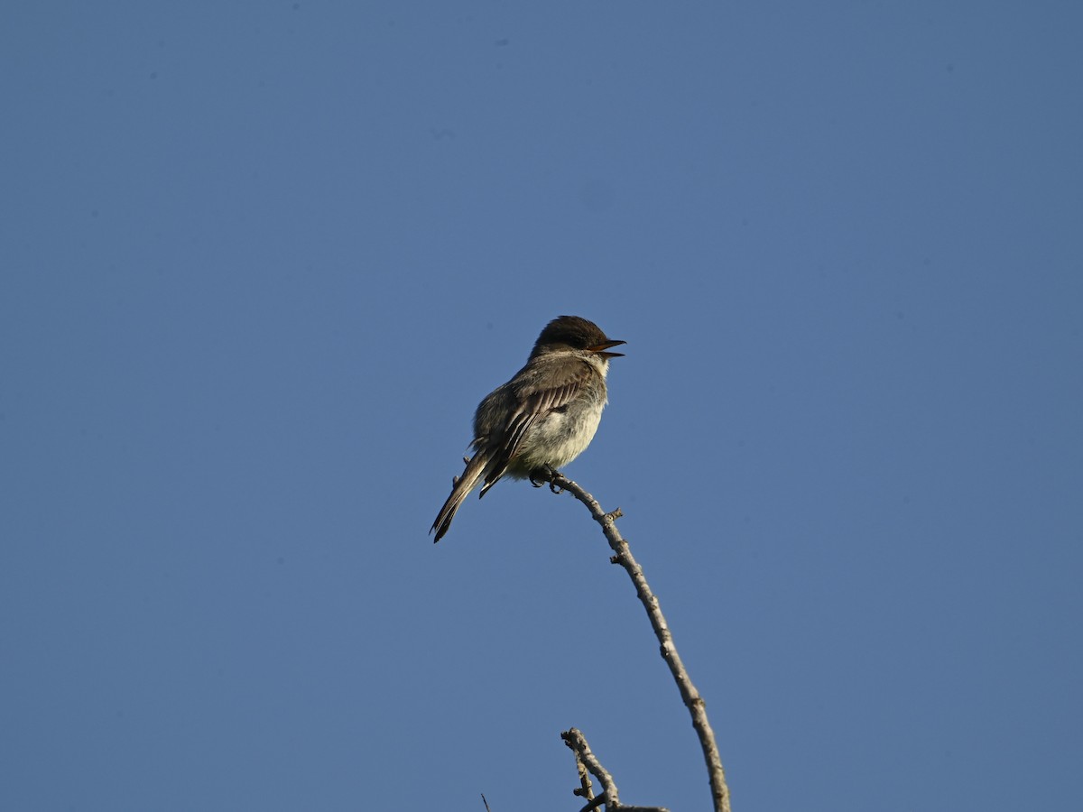 Eastern Phoebe - William Woody