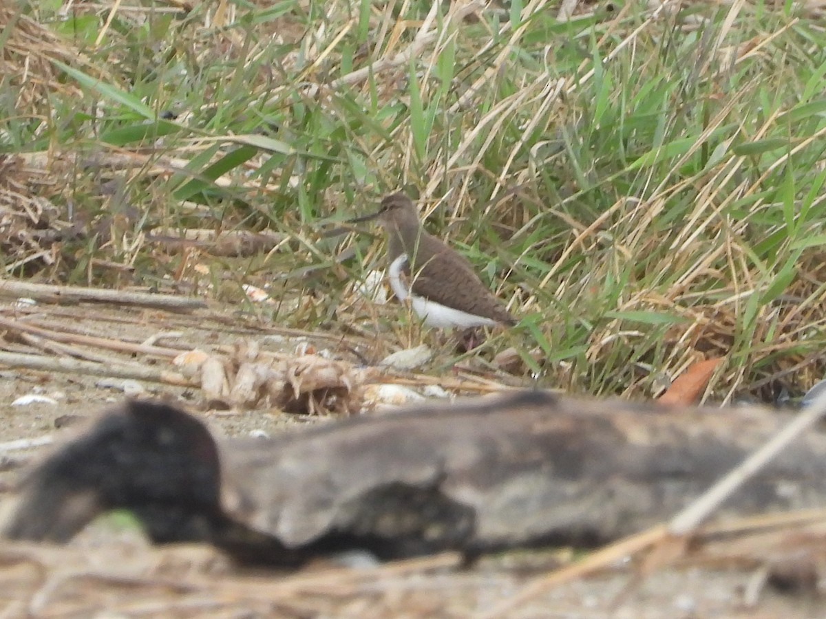 Common Sandpiper - ML618085158