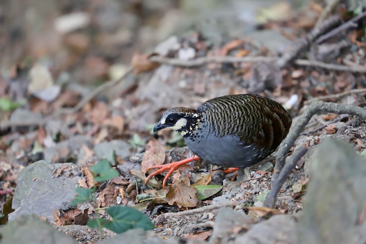 Taiwan Partridge - ML618085159