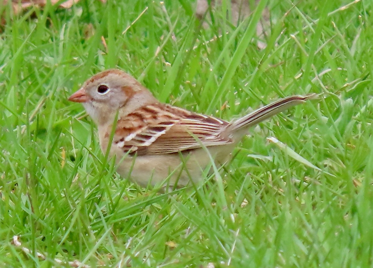 Field Sparrow - ML618085165