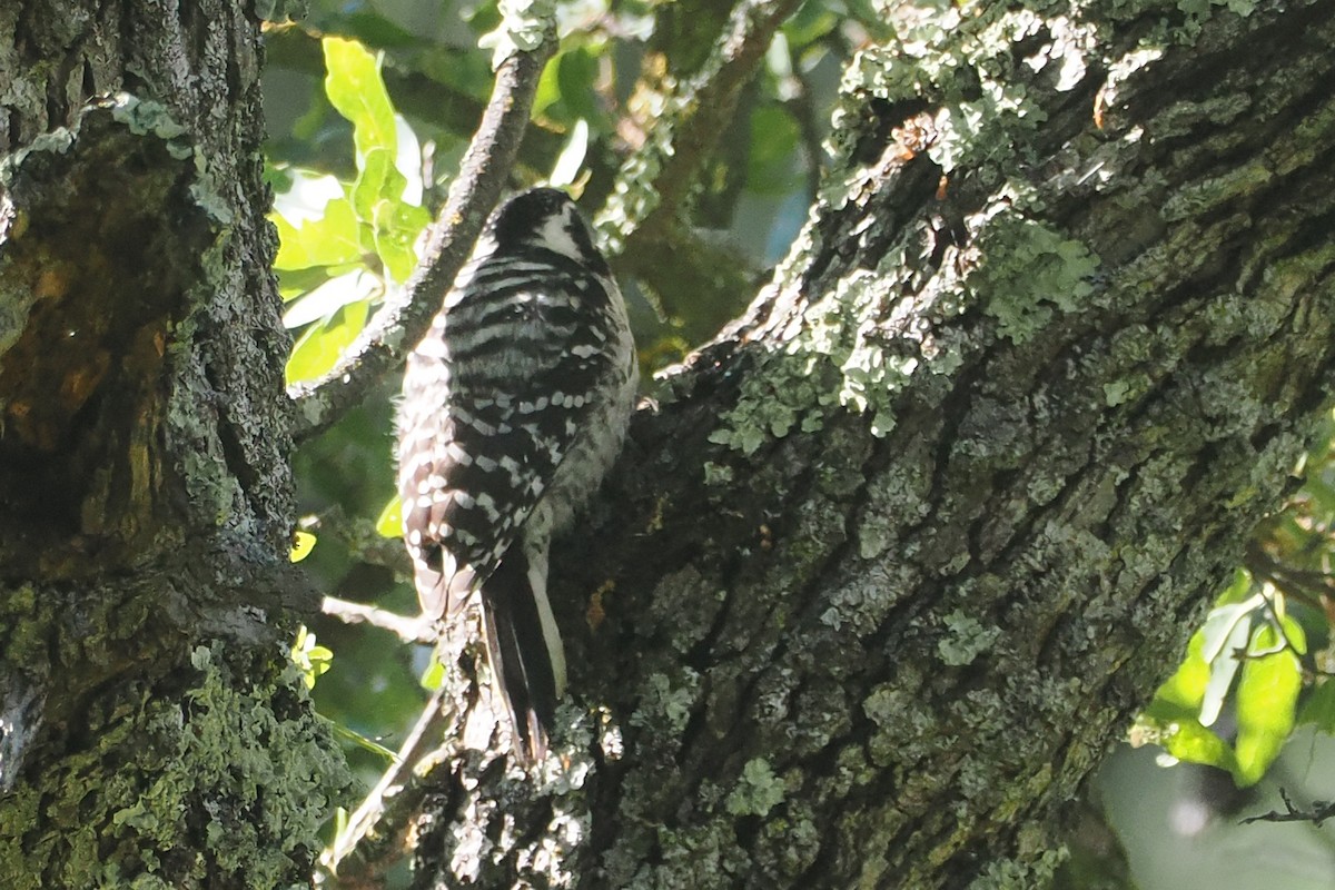 Nuttall's Woodpecker - ML618085174