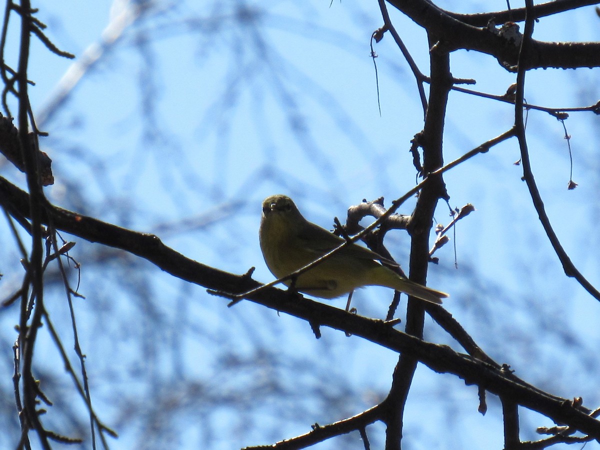 Orange-crowned Warbler - ML618085182