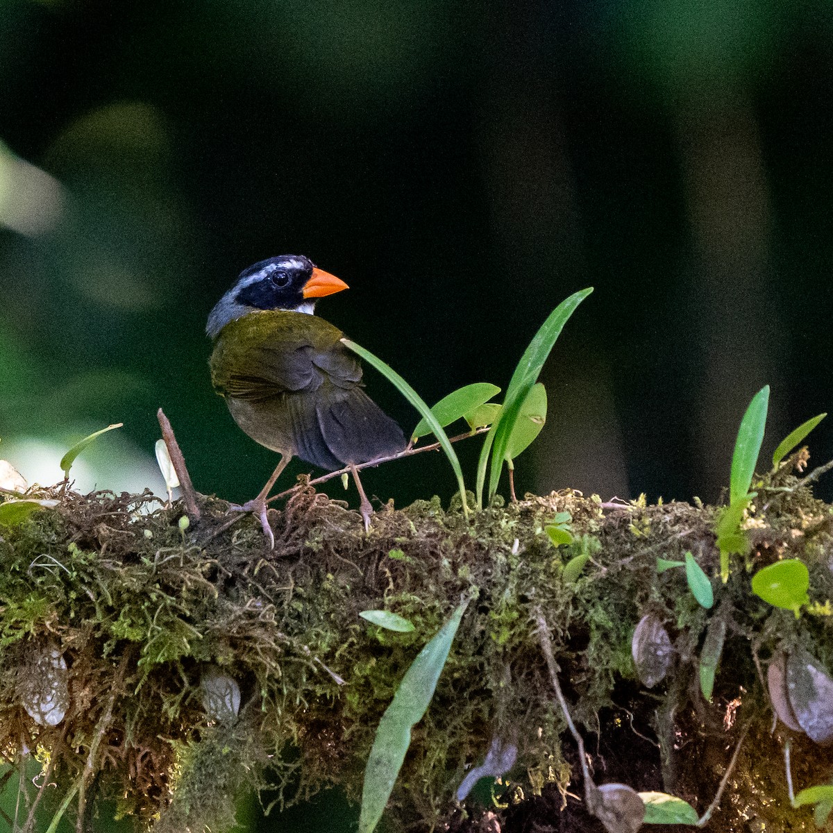 Orange-billed Sparrow - Anthony Batista