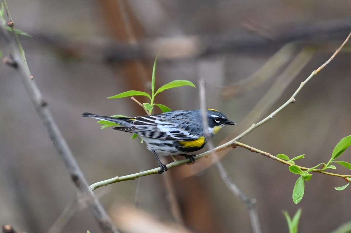 Yellow-rumped Warbler (Myrtle x Audubon's) - Brendan Beers