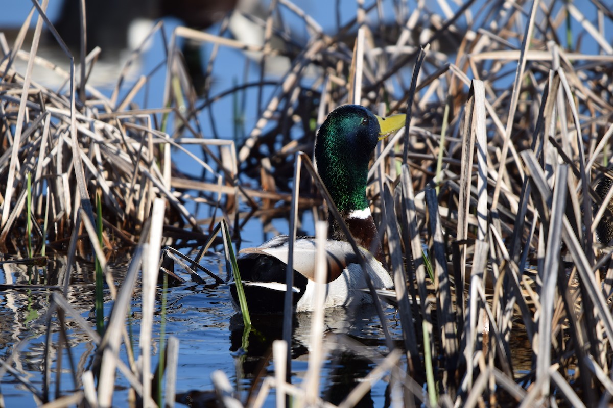 Canard colvert - ML618085200