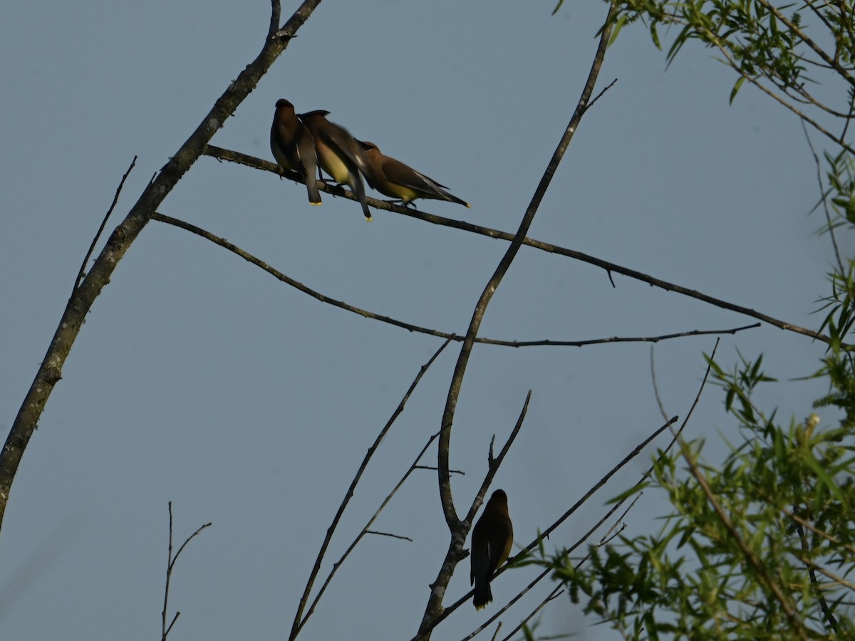 Cedar Waxwing - William Woody