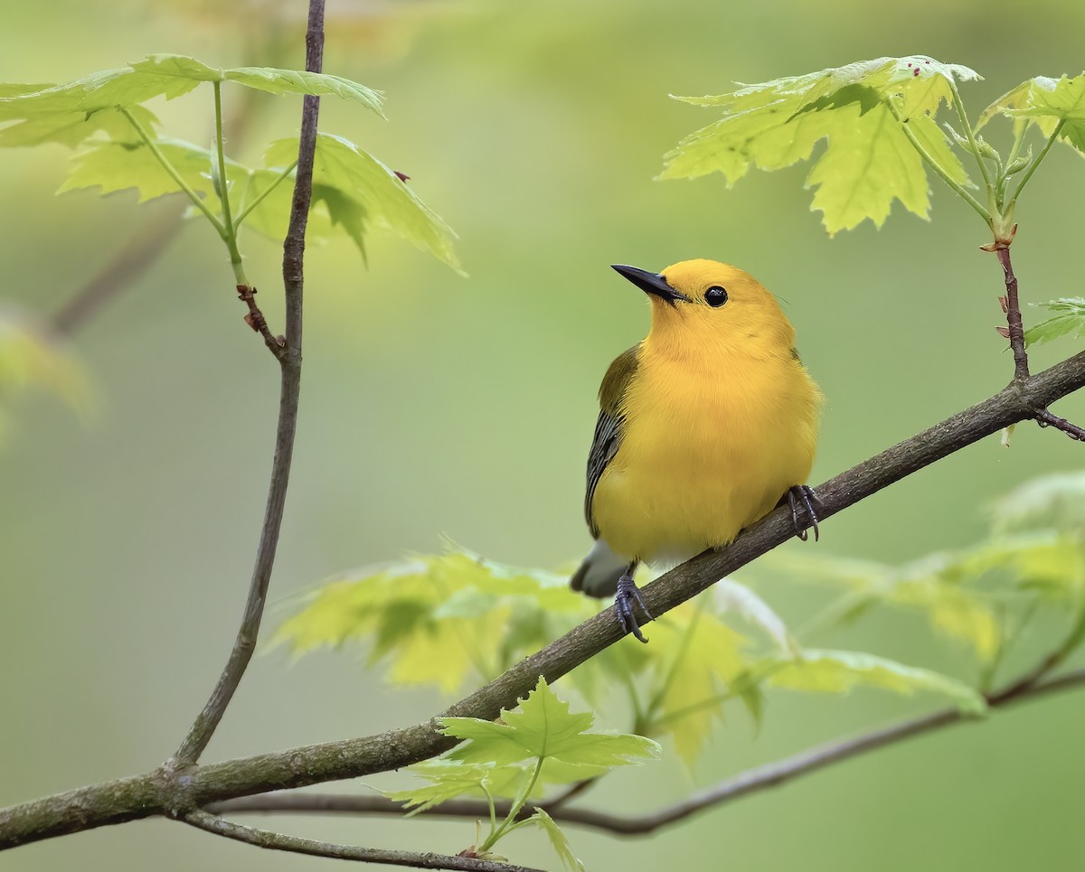 Prothonotary Warbler - ML618085212