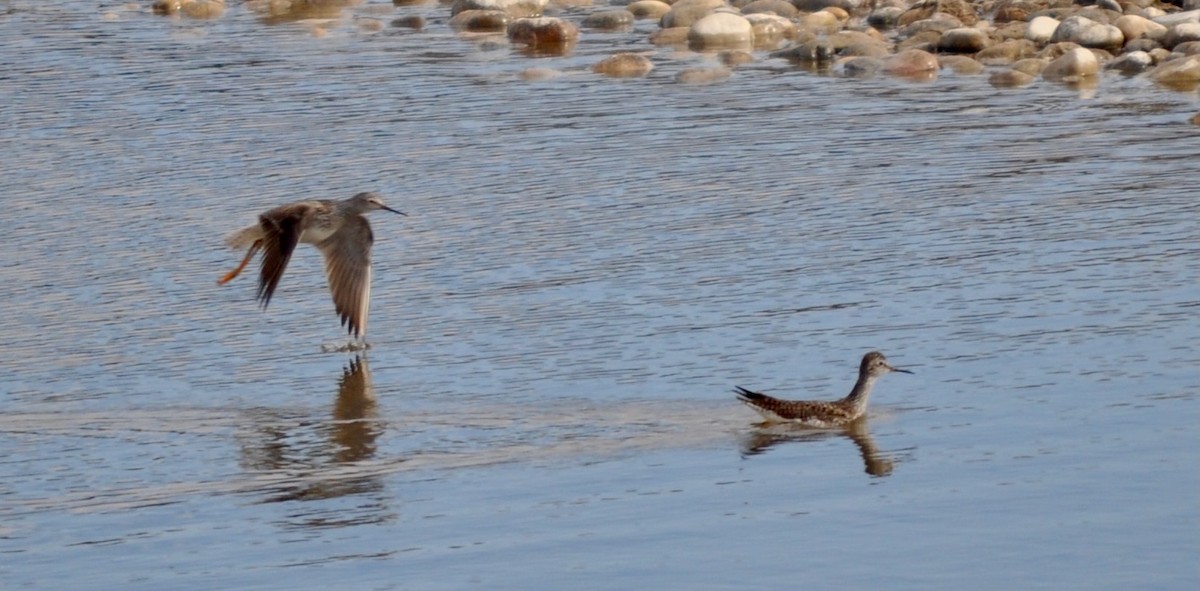 Lesser Yellowlegs - ML618085220