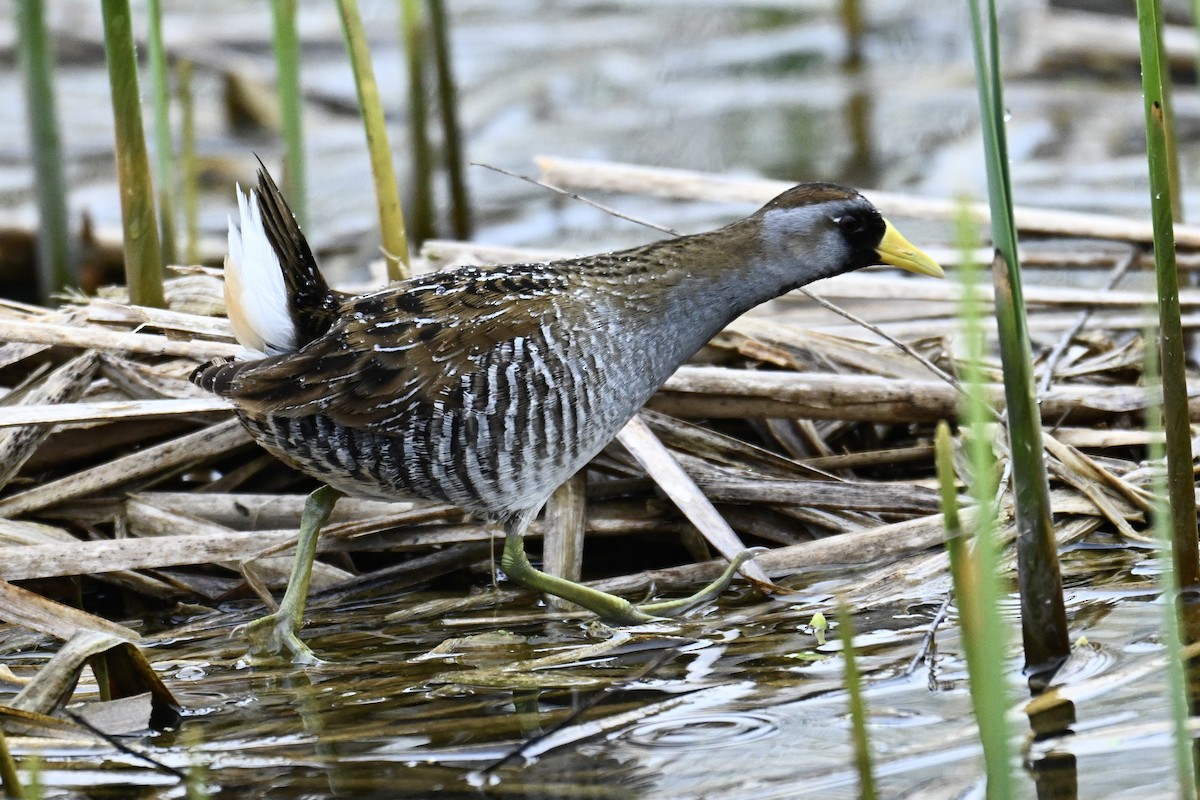 Polluela Sora - ML618085240