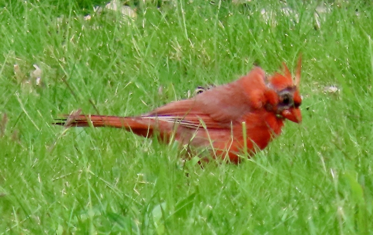 Northern Cardinal - ML618085241