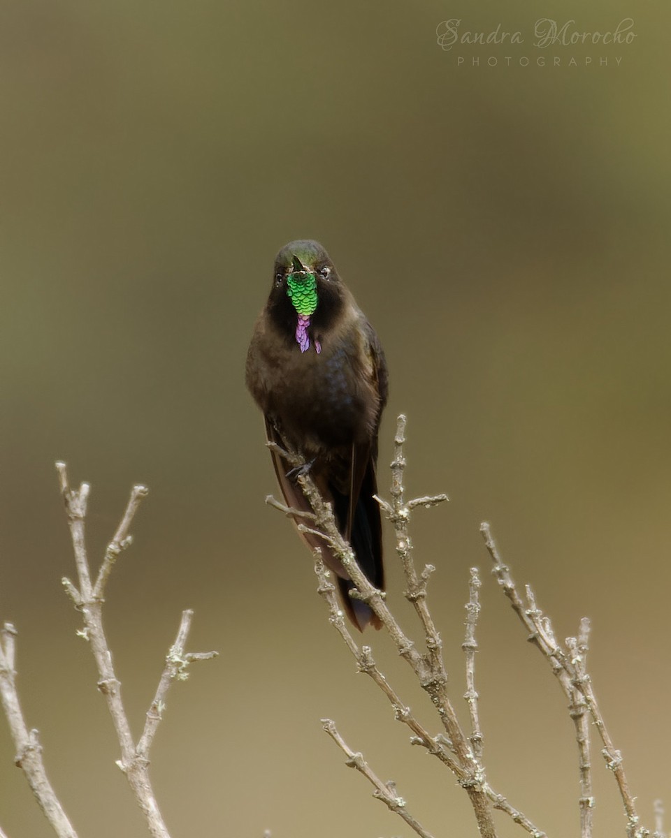 kolibřík modropláštíkový - ML618085248