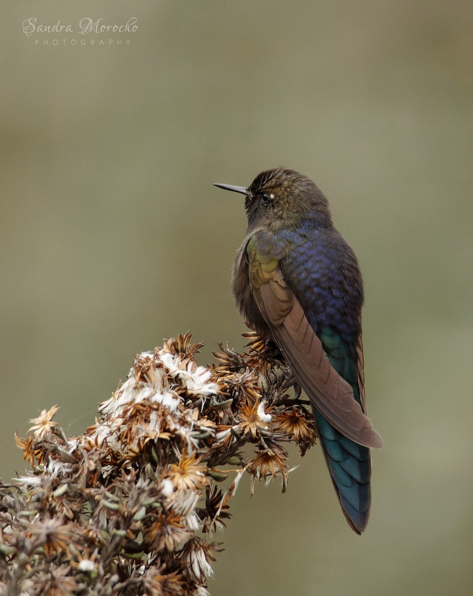 kolibřík modropláštíkový - ML618085250